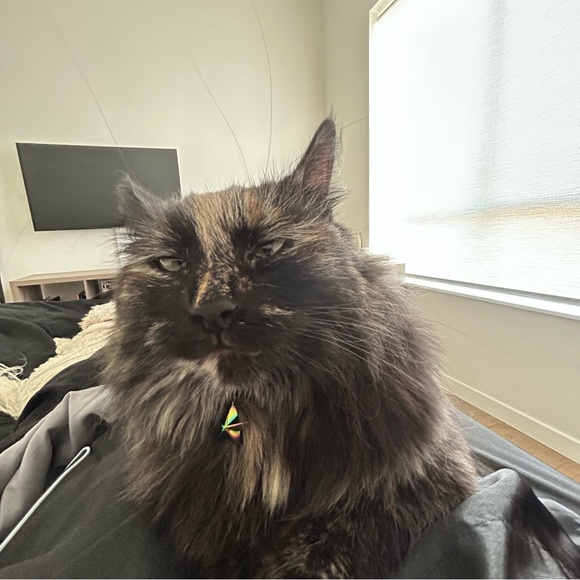 Meet your Posher, Rheana - Picture 4 of 4